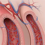 Blood Vessels