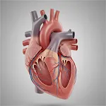 Valves of the Heart