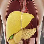 Liver Disease