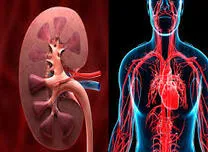 Diuretic Response in Chronic Heart Failure Linked to Kidney Function