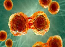 	First Transplantation of Off-the-Shelf Stem Cell-Derived Pancreatic Islet Therapy Completed