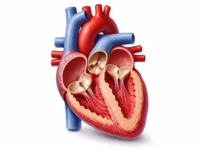 Heart with Aortic Valve