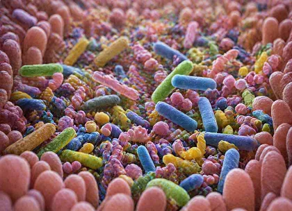 Gut Microbiota